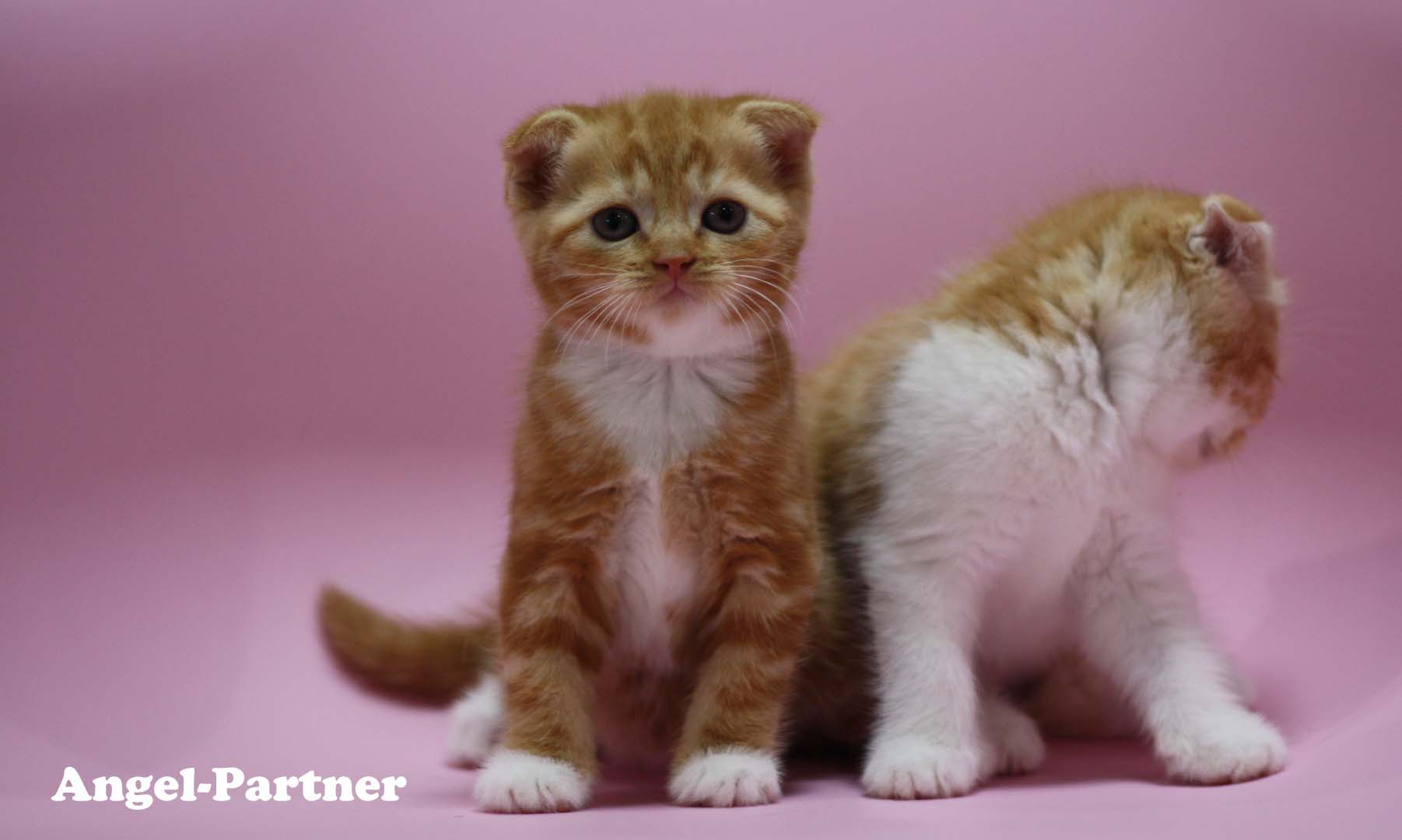 スコティッシュフォールドの子猫画像
