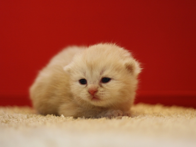 スコティッシュフォールドの子猫画像