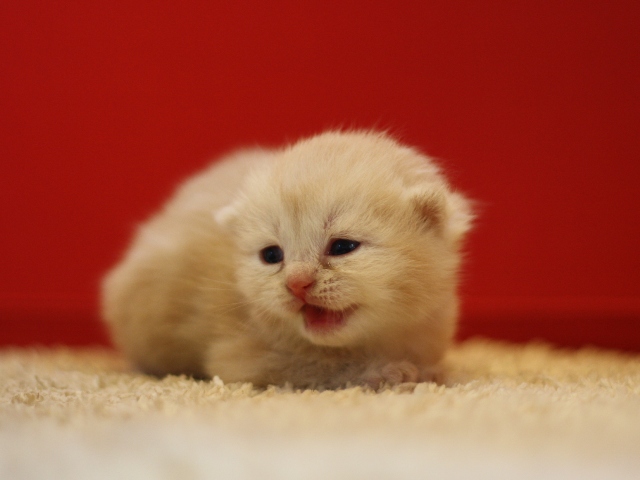 スコティッシュフォールドの子猫画像