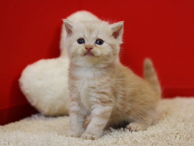 スコティッシュフォールドの子猫画像
