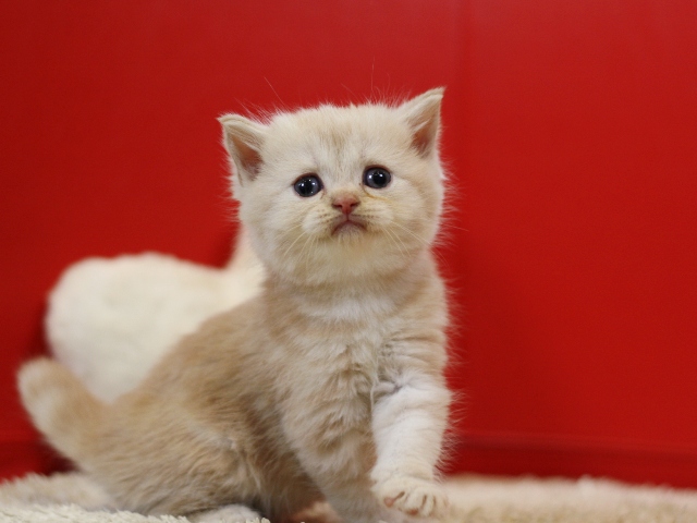 スコティッシュフォールドの子猫画像