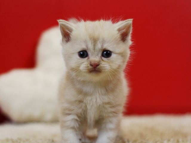スコティッシュフォールドの子猫画像