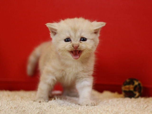 スコティッシュフォールドの子猫画像