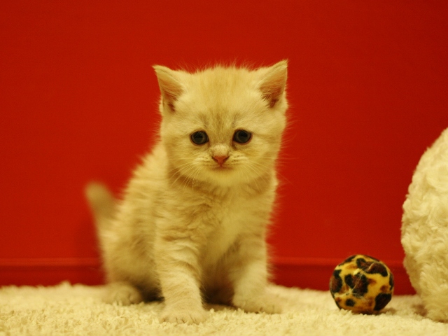 スコティッシュフォールドの子猫画像
