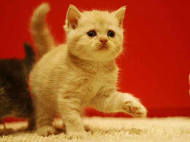 スコティッシュフォールドの子猫画像
