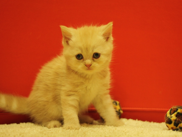 スコティッシュフォールドの子猫画像