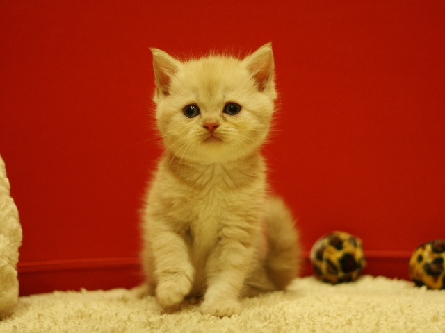 スコティッシュフォールドの子猫画像