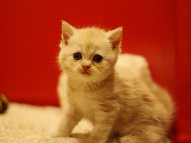 スコティッシュフォールドの子猫画像