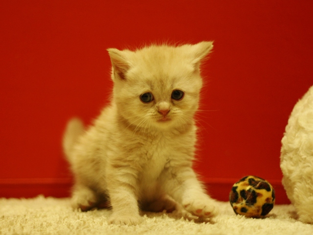 スコティッシュフォールドの子猫画像