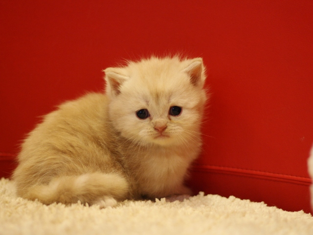スコティッシュフォールドの子猫画像