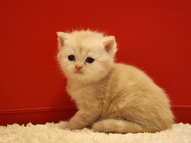 スコティッシュフォールドの子猫画像