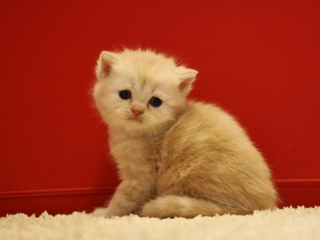 スコティッシュフォールドの子猫画像