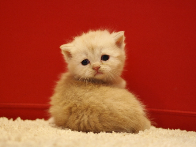 スコティッシュフォールドの子猫画像