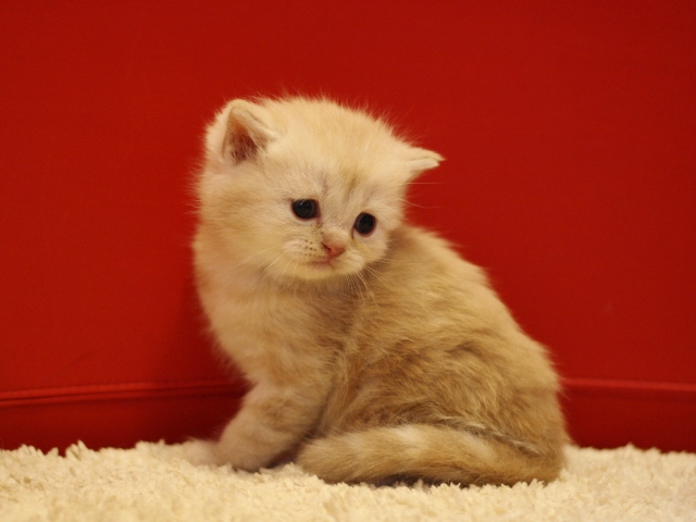 スコティッシュフォールドの子猫画像