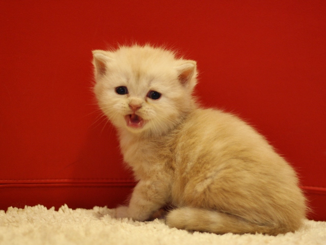 スコティッシュフォールドの子猫画像