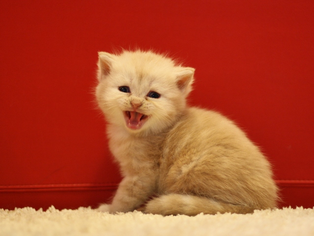 スコティッシュフォールドの子猫画像