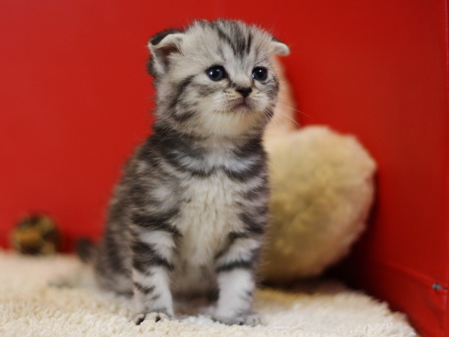 スコティッシュフォールドの子猫画像