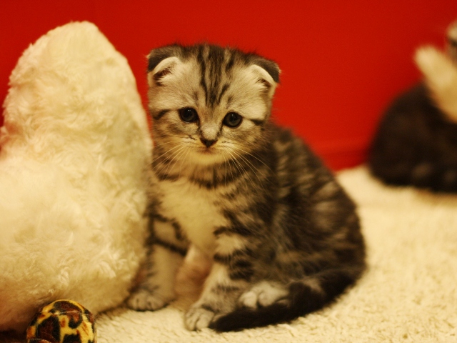 スコティッシュフォールドの子猫画像