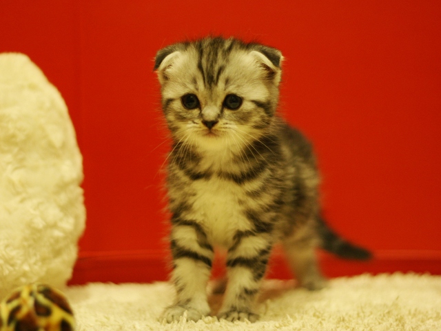 スコティッシュフォールドの子猫画像