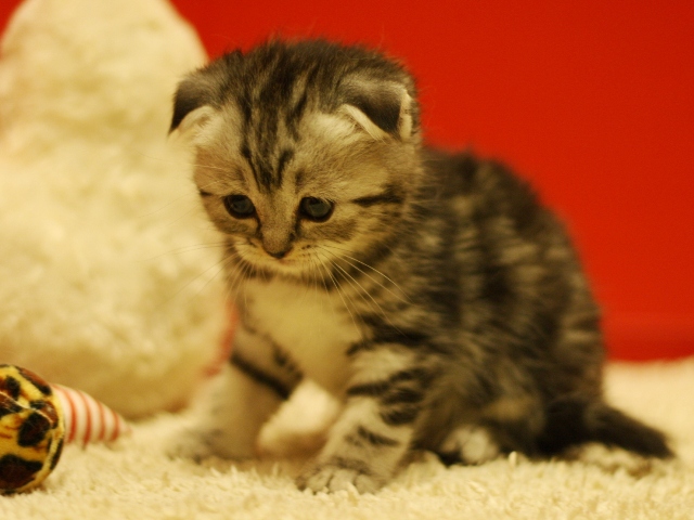 スコティッシュフォールドの子猫画像