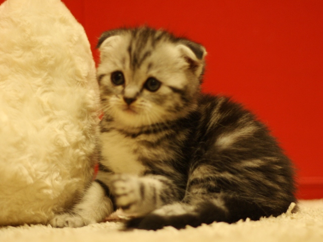 スコティッシュフォールドの子猫画像