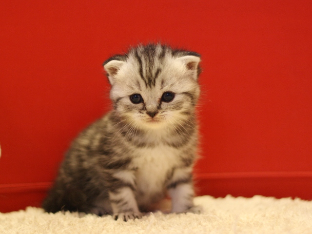 スコティッシュフォールドの子猫画像