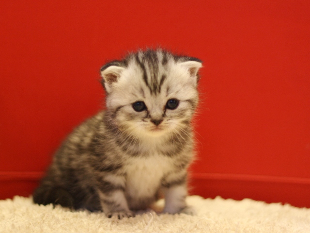 スコティッシュフォールドの子猫画像