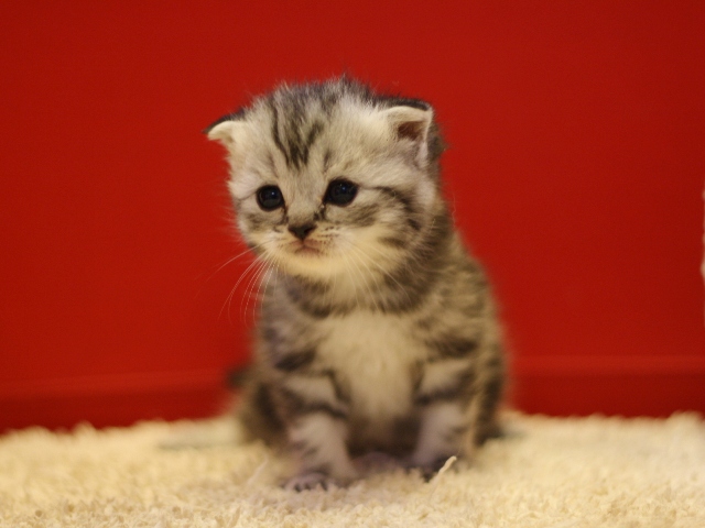 スコティッシュフォールドの子猫画像