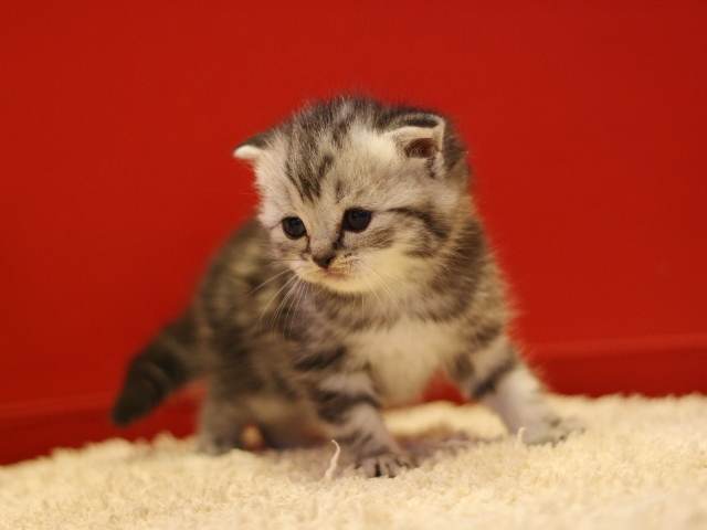 スコティッシュフォールドの子猫画像