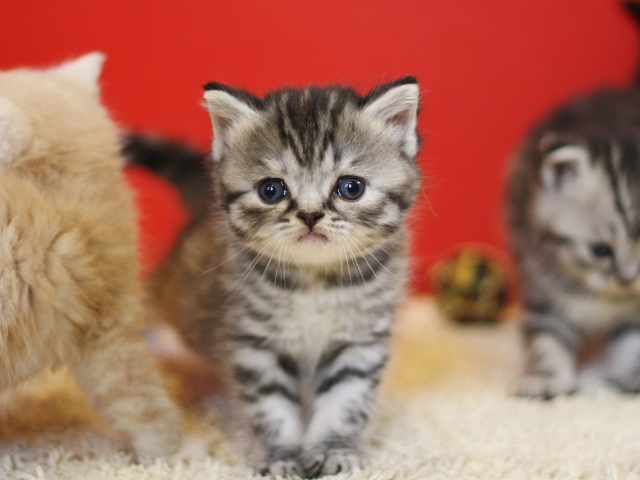 スコティッシュフォールドの子猫画像