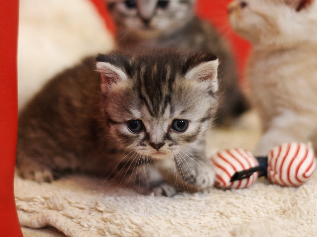 スコティッシュフォールドの子猫画像