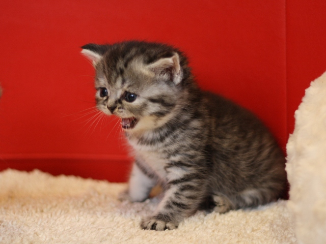 スコティッシュフォールドの子猫画像