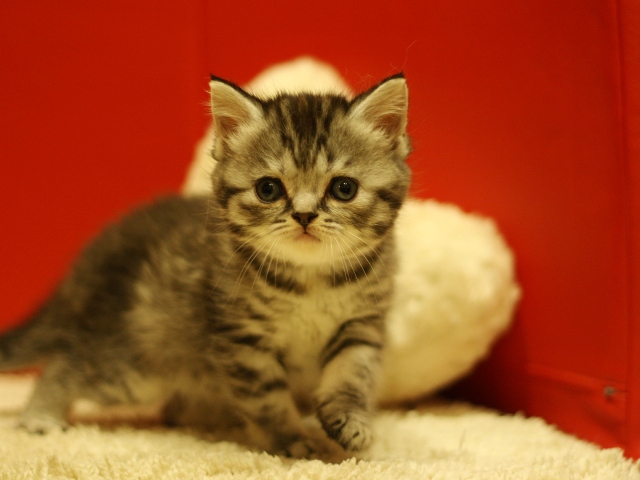 スコティッシュフォールドの子猫画像