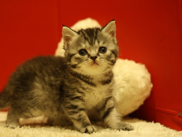 スコティッシュフォールドの子猫画像