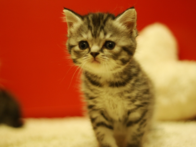 スコティッシュフォールドの子猫画像