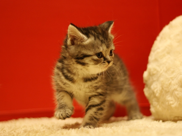 スコティッシュフォールドの子猫画像