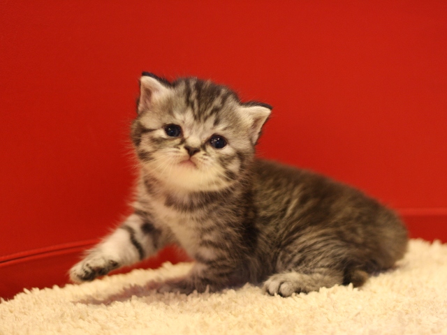 スコティッシュフォールドの子猫画像