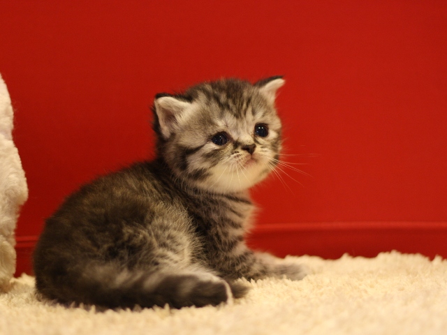 スコティッシュフォールドの子猫画像
