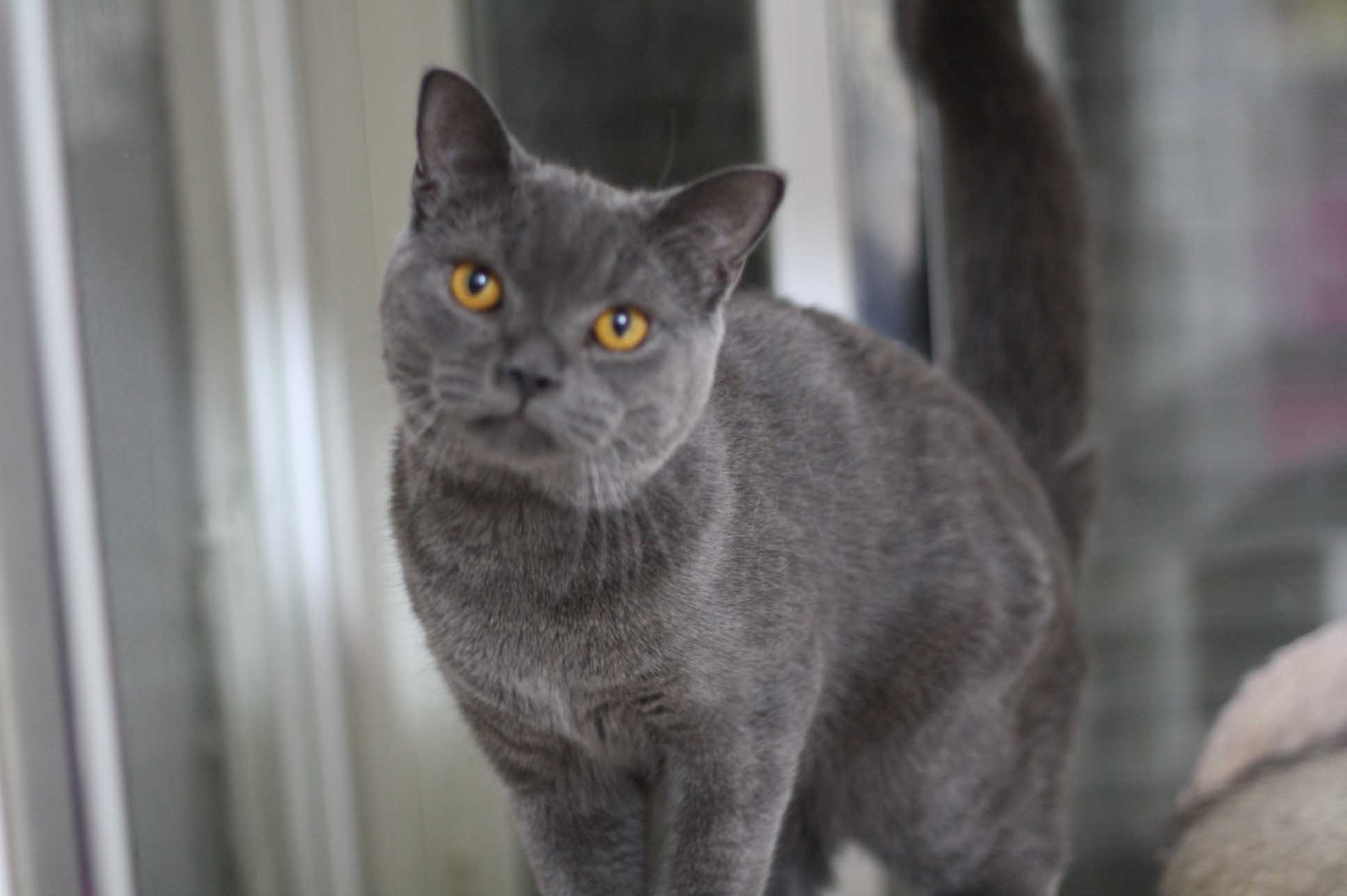 スコティッシュフォールドの子猫画像