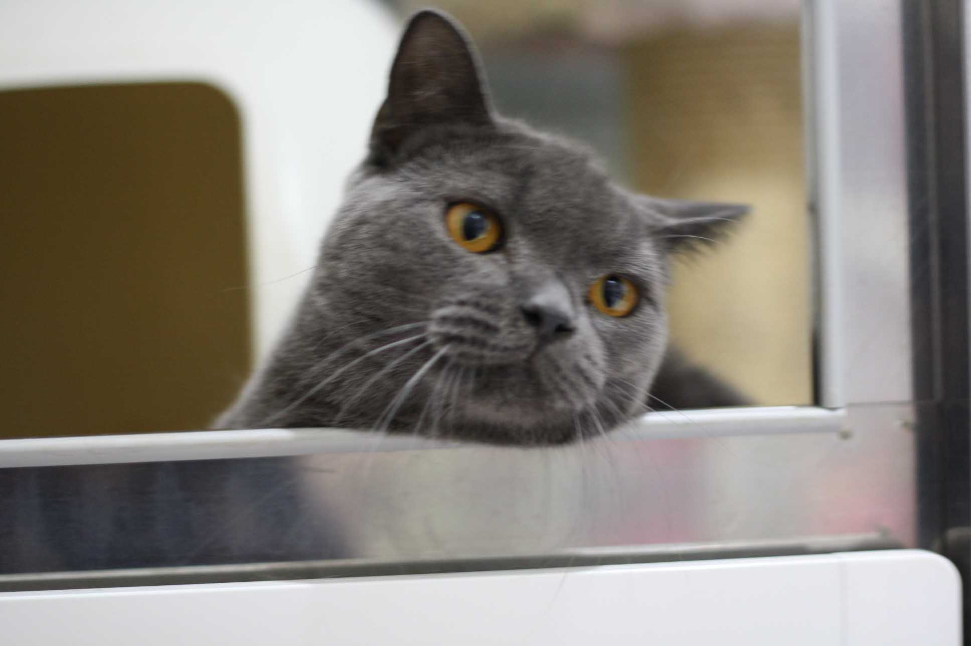 スコティッシュフォールドの子猫画像