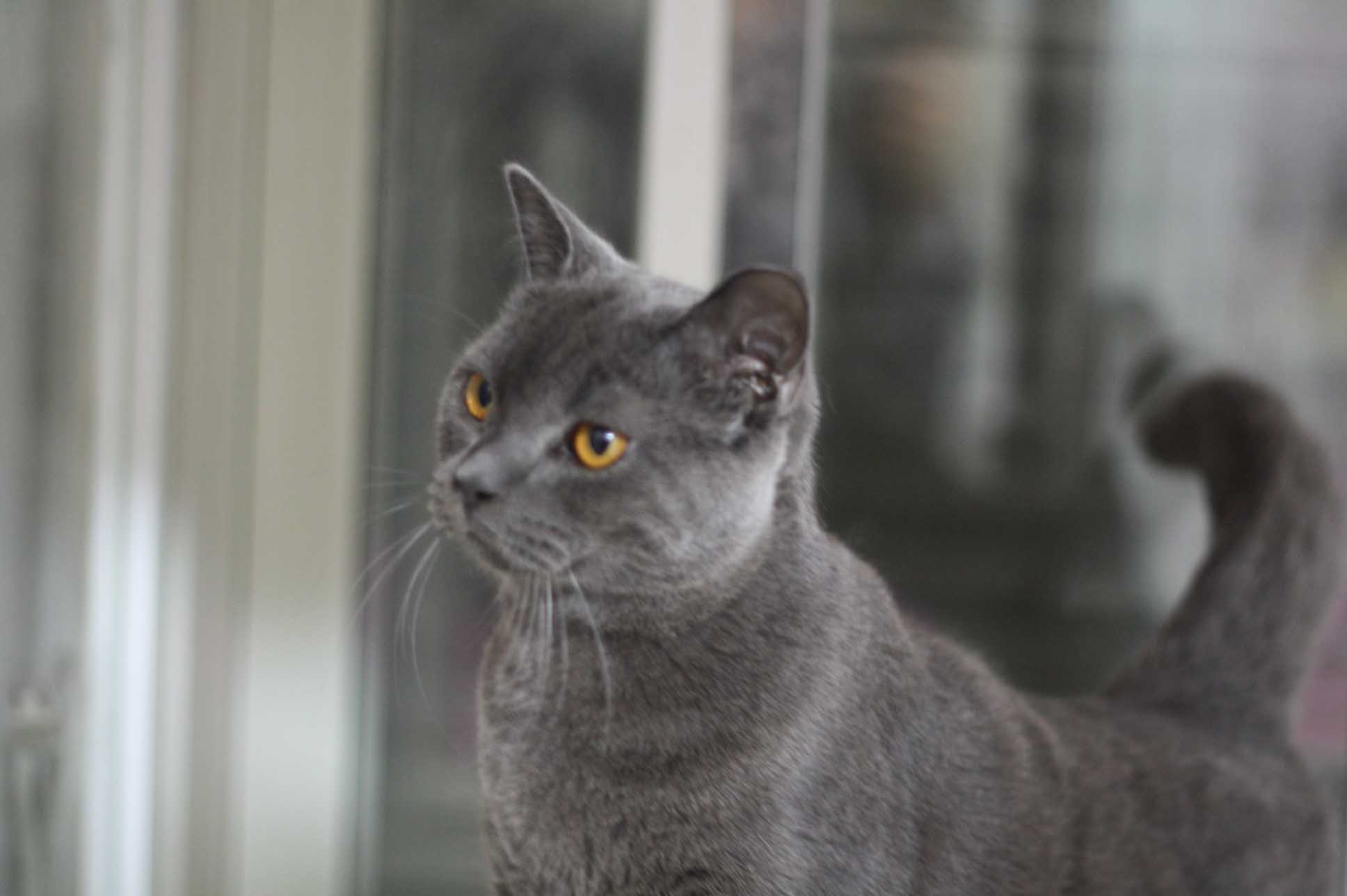 スコティッシュフォールドの子猫画像