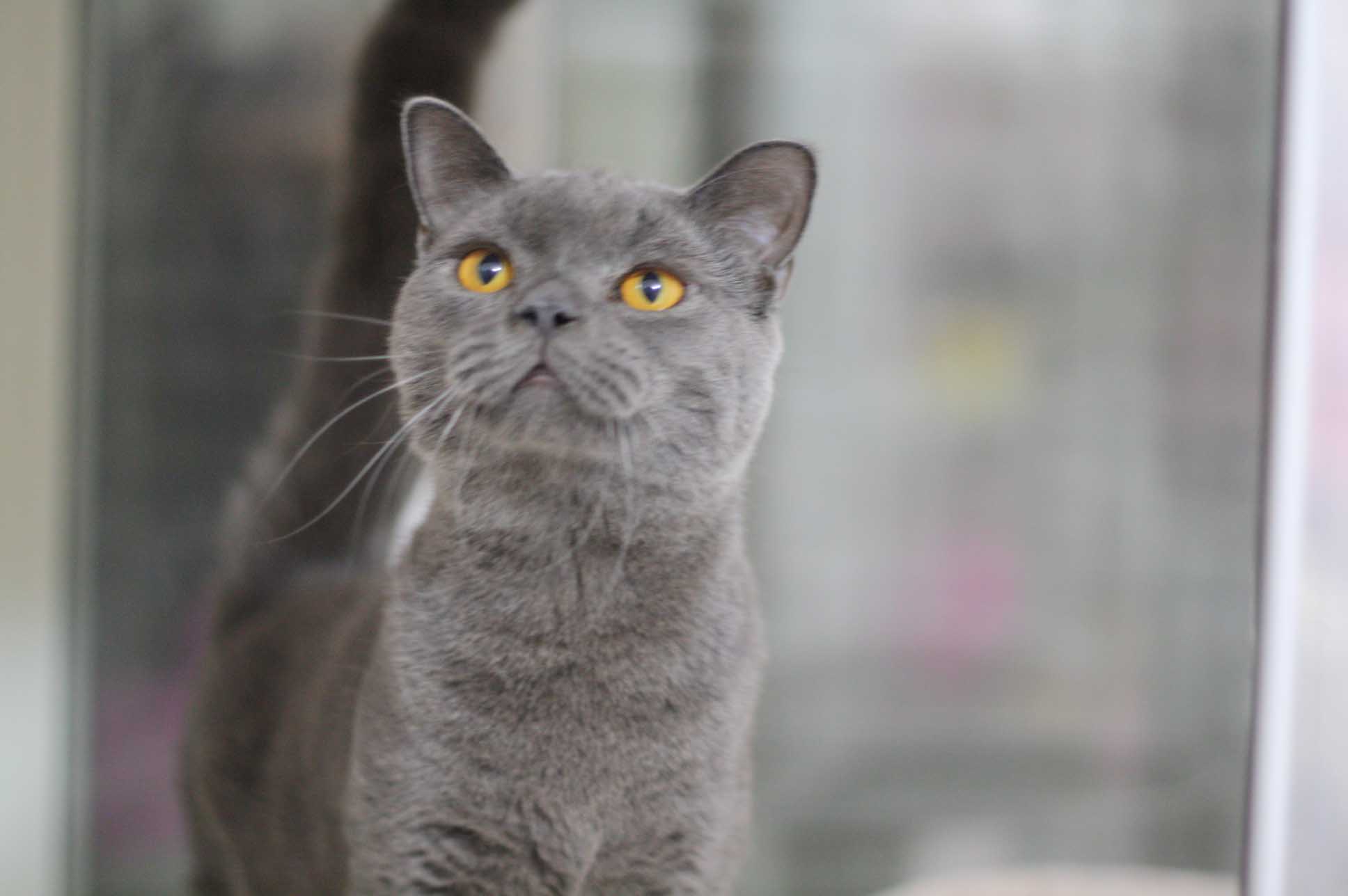 スコティッシュフォールドの子猫画像