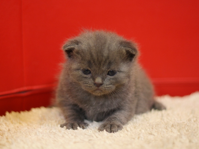 スコティッシュフォールドの子猫画像