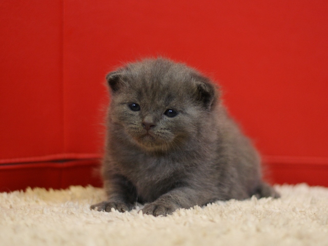スコティッシュフォールドの子猫画像
