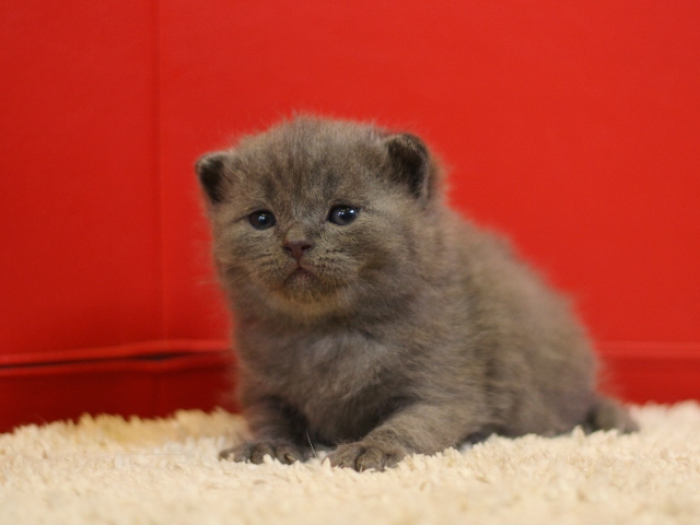 スコティッシュフォールドの子猫画像