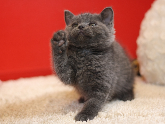 スコティッシュフォールドの子猫画像