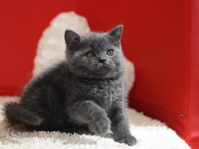 スコティッシュフォールドの子猫画像