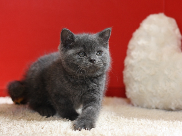 スコティッシュフォールドの子猫画像