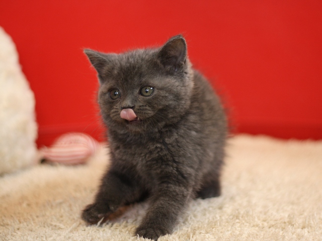スコティッシュフォールドの子猫画像