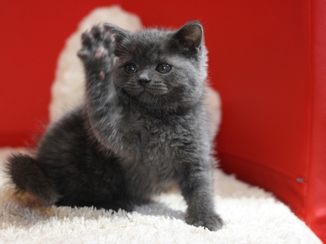 スコティッシュフォールドの子猫画像